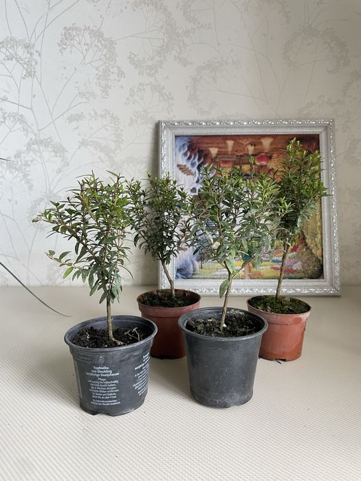 Мірт бонсай сформований