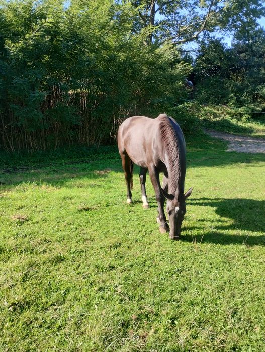 Klacz śląska sprzedam lub zamienię