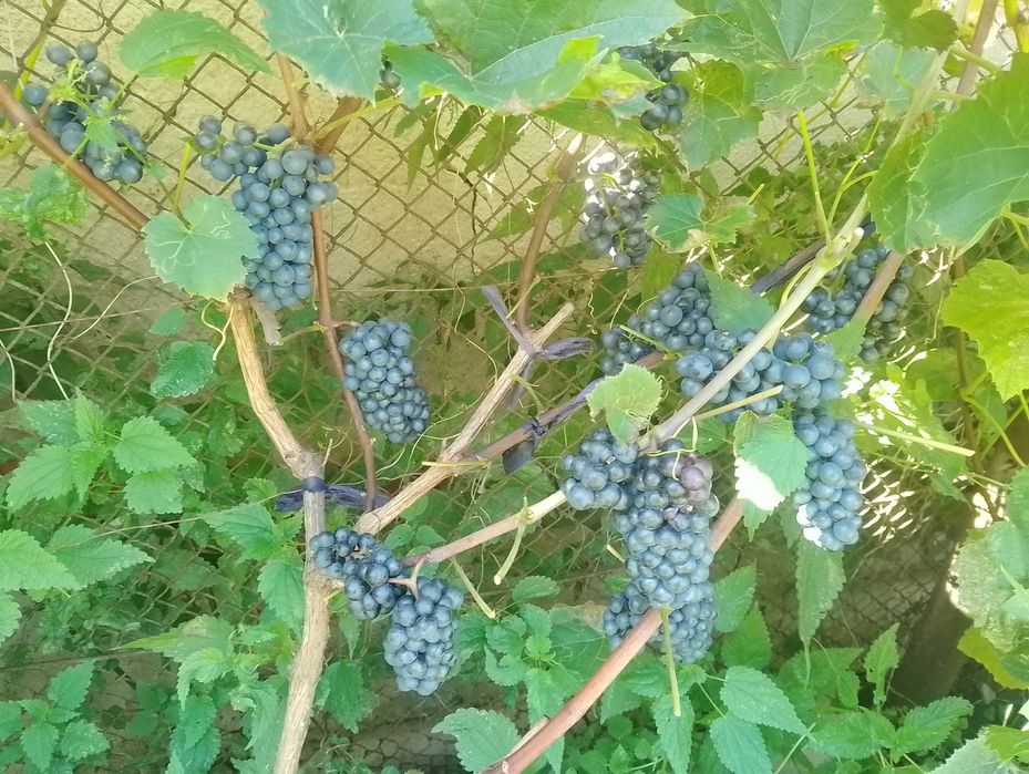 Саджанці неукривного винограду