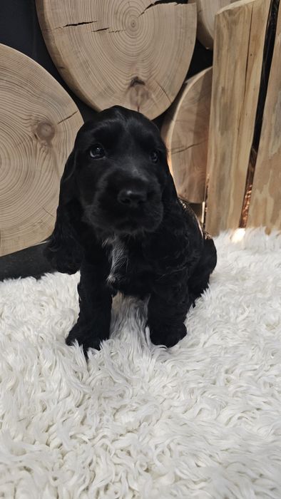 Cocker spaniel angielski