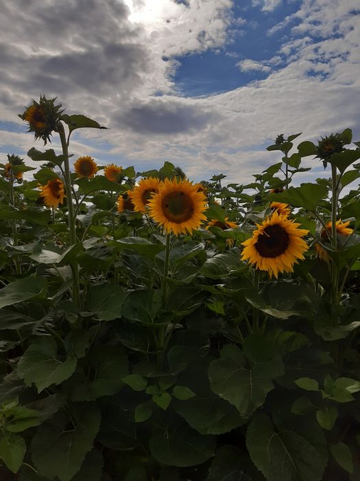 Nasiona słonecznika na kwiaty