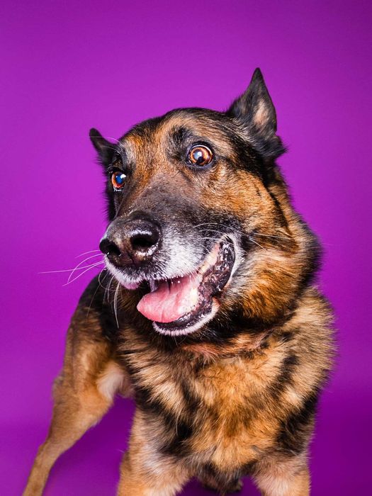 Borys - w typie Owczarek niemiecki; lubi wspólne spacery i aportowanie