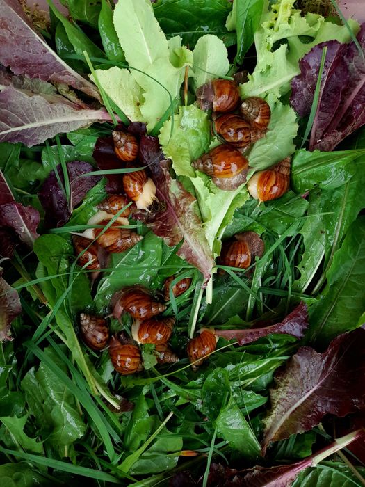 Равлики Ахатинки