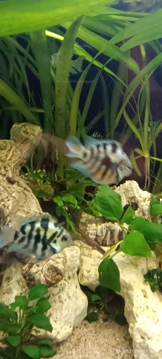 Pielęgnice Papuzie Blue Tiger