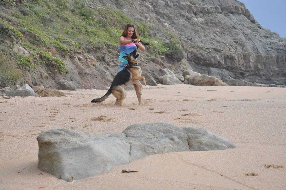 Pet Sitting Estádia Dog Hotel Barreiro— Hospedagem e Passeios