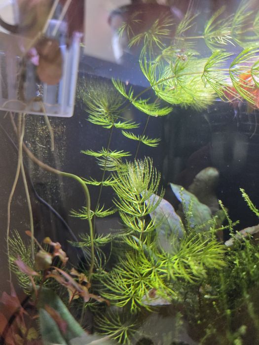 Plantas de aquário