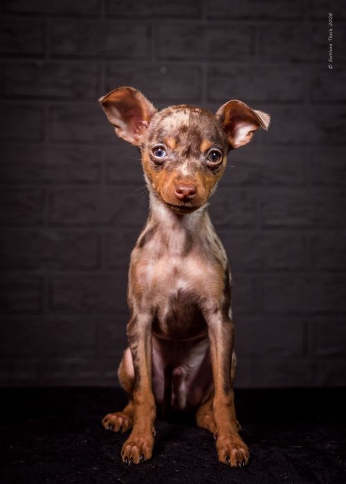 Пражский крысарик,щенок