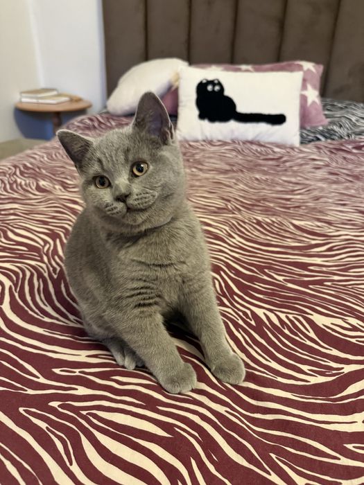 Kotek brytyjski krótkowłosy niebieski