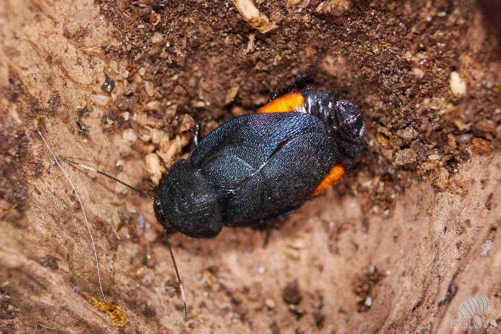 50 x Eucorydia yasumatsui, niebieskie karaczany, ozdobne, błyszczące