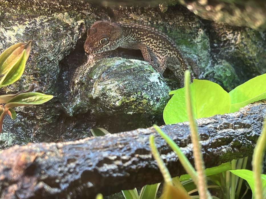 Paroedura pictus z terarium