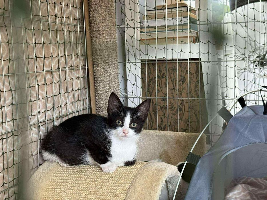 Kotek Rogalik poleca się do adopcji