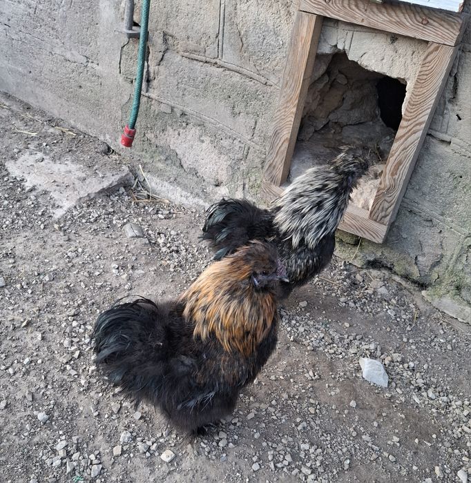 Sprzedam Koguty Silki