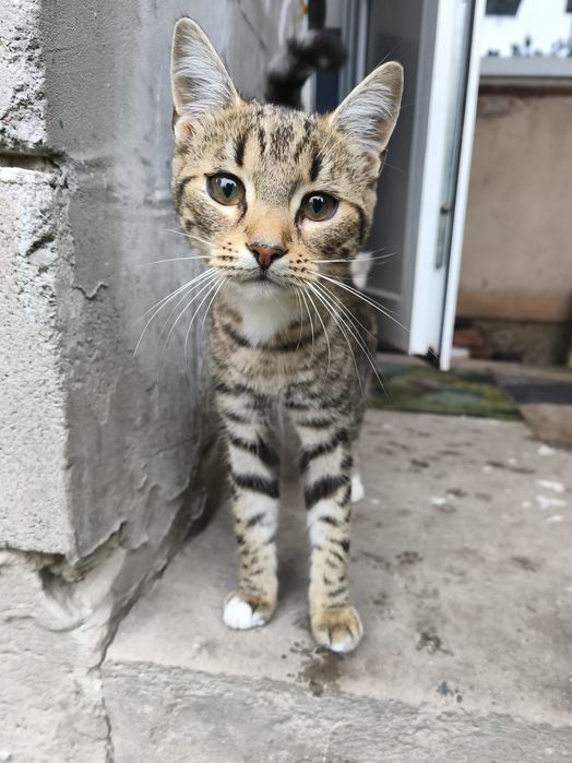 Киця в добрі руки