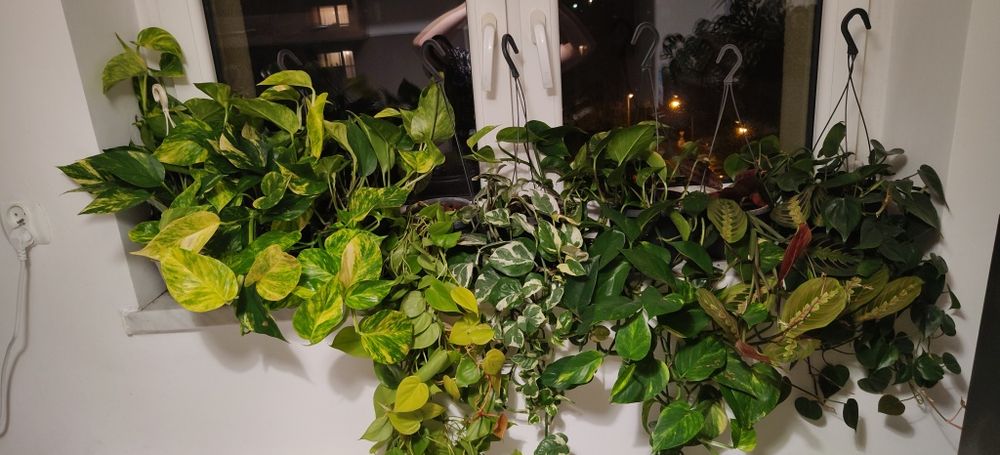 Epipremnum Gliwice