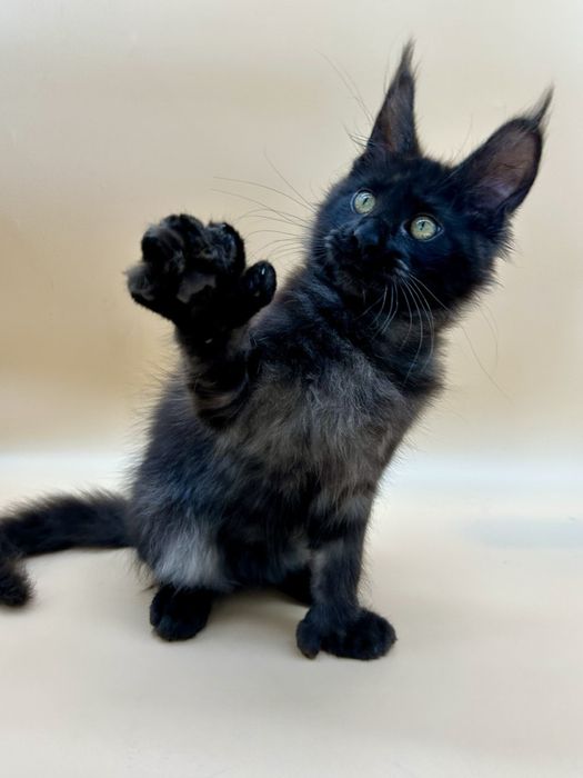 Мейн кун девченка полидакт