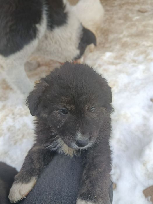 Цуценята в добрі руки