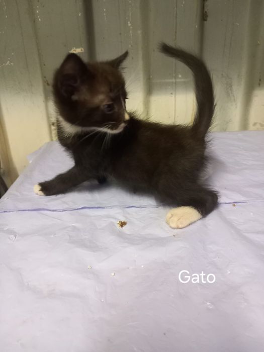Gatos para adoção