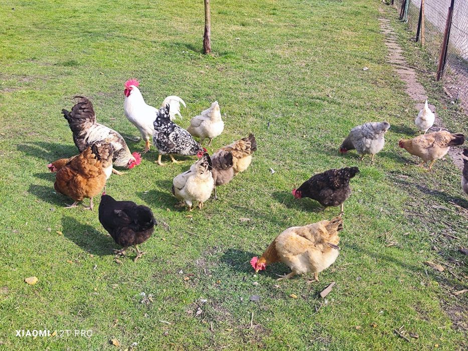 Kolorowe jaja lęgowe