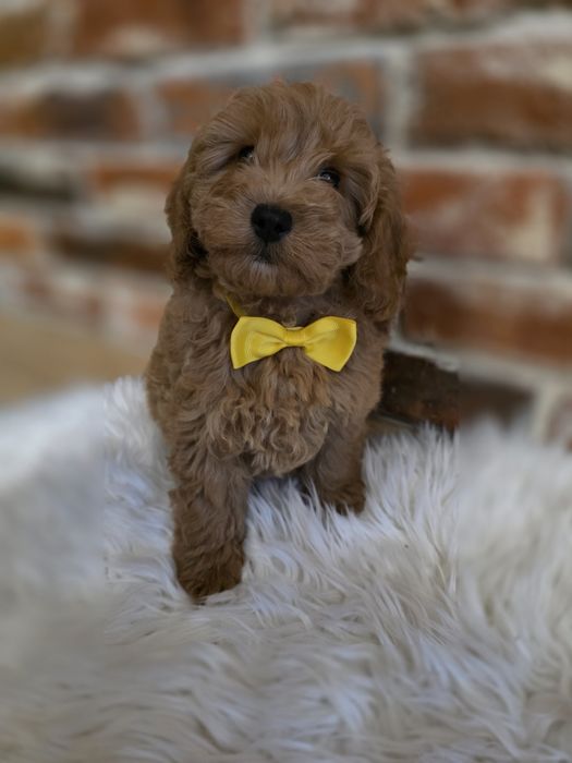 Mini goldendoodle piesek  już do odbioru!