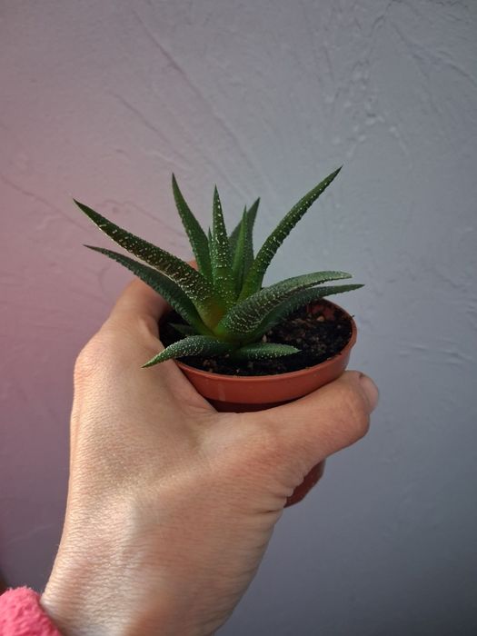 Кімнатні рослини калла,хавортія,сингоніум