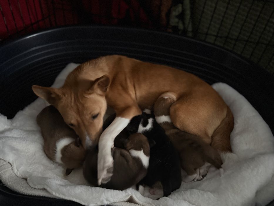 Басенджи КСУ титуловані батьки , 2026 малюки