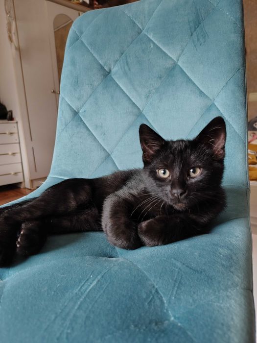 Фантастичні кошенята