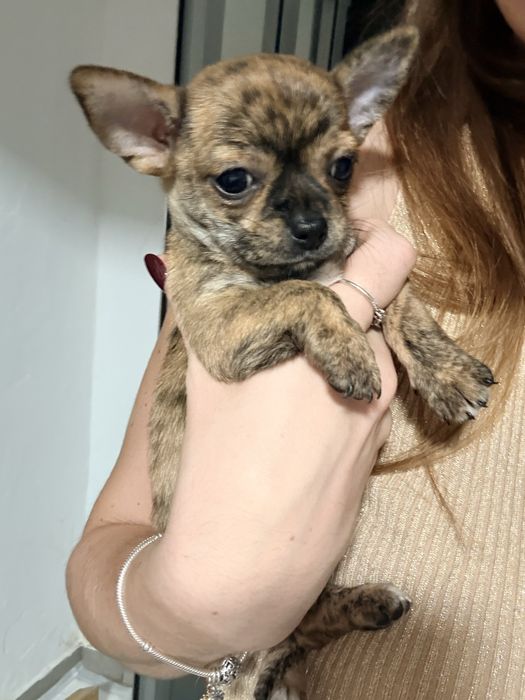 Chihuahua malhadinho macho