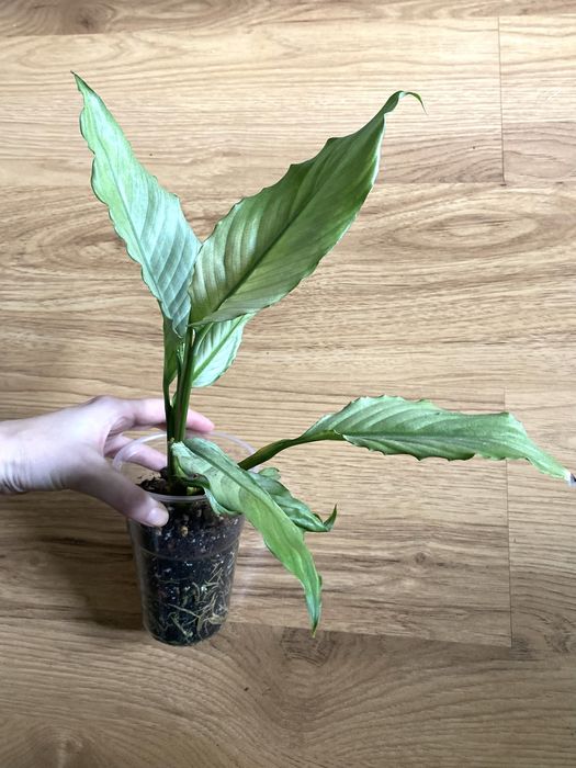 Spathypyllum ghost dla p. Marcina