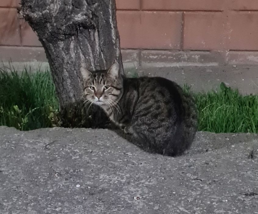 Кошенята в добрі руки