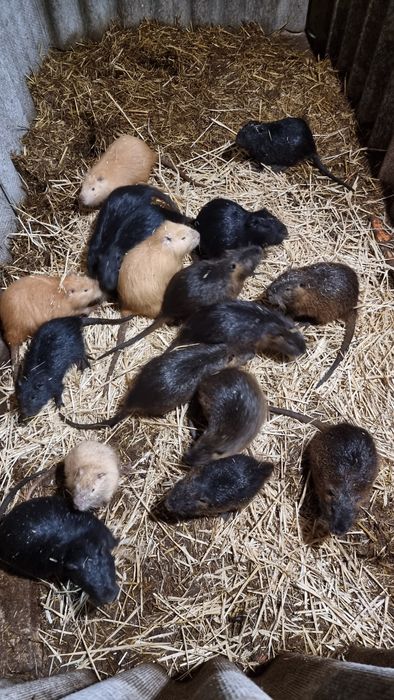 Продам Самцов на племя