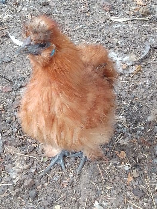 Півні пухові, шовкові кури.
