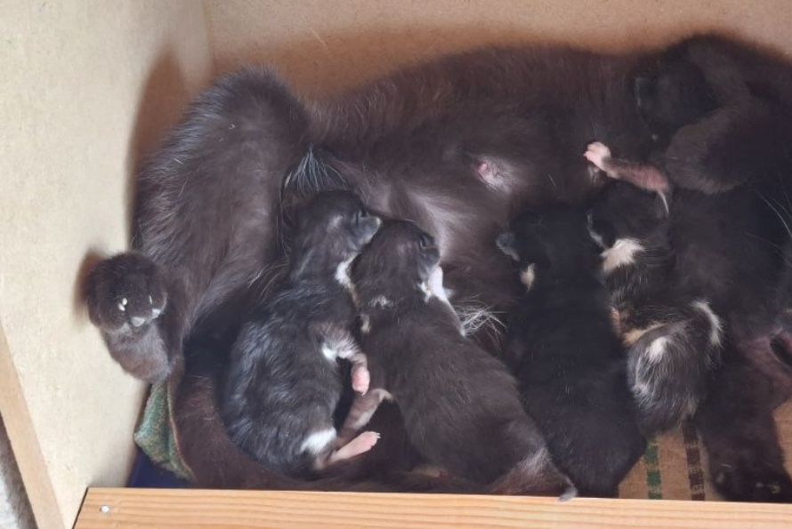 Gatinhos para adocao