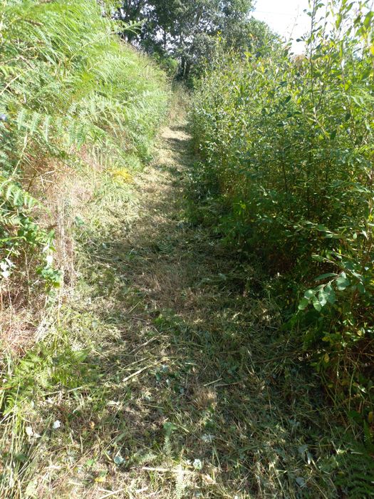 Limpeza de terrenos