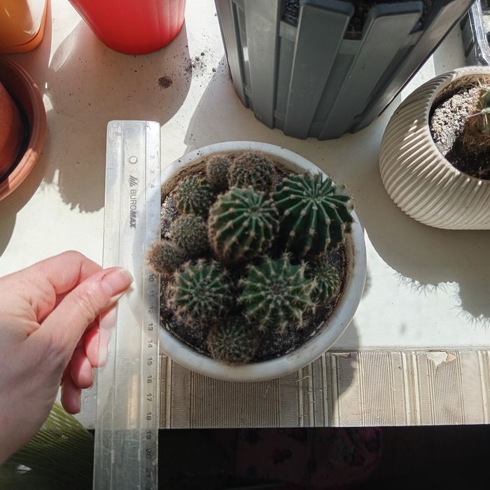 Продам кактуси Ехінопсіс трубкоквітковий (Echinopsis tubiflora).