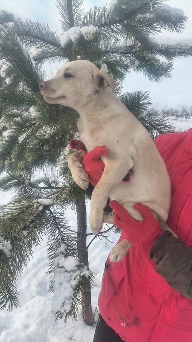 Віддам в добрі руки