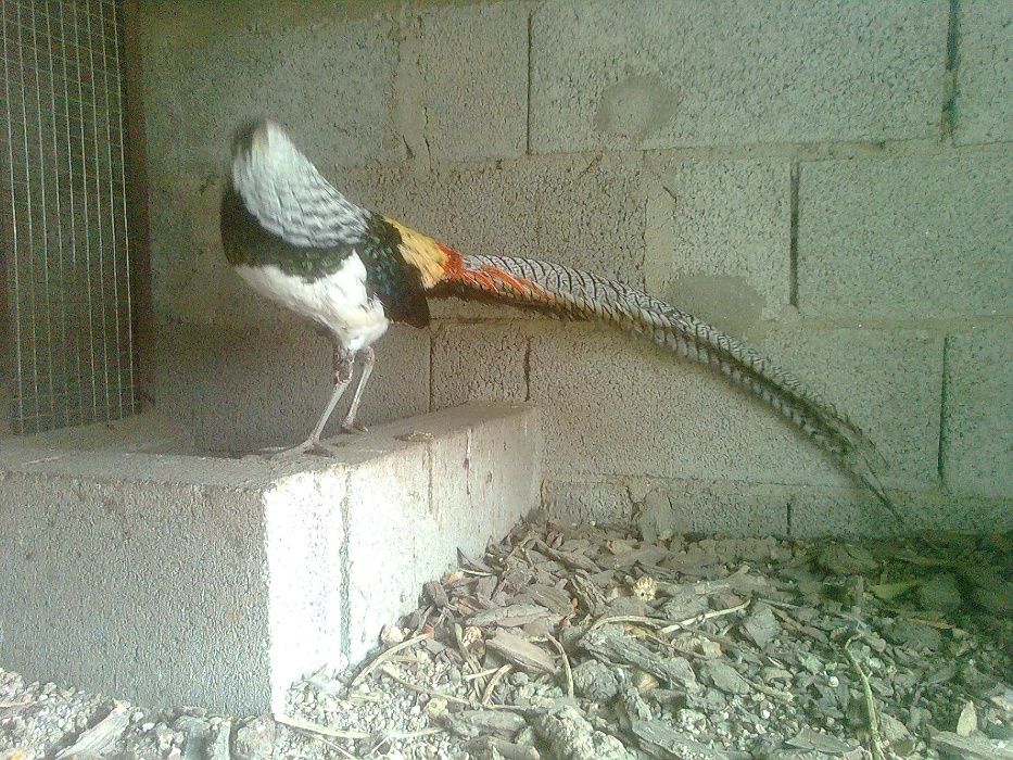 Faisões  muito bonitos raças  puras