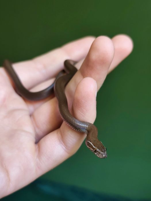 Wąż mahoniowy het black albino t- samiczka hybryda jak wąż zbożowy