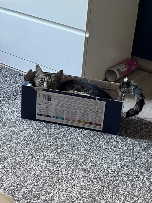 Dwie młode kotki do adopcji
