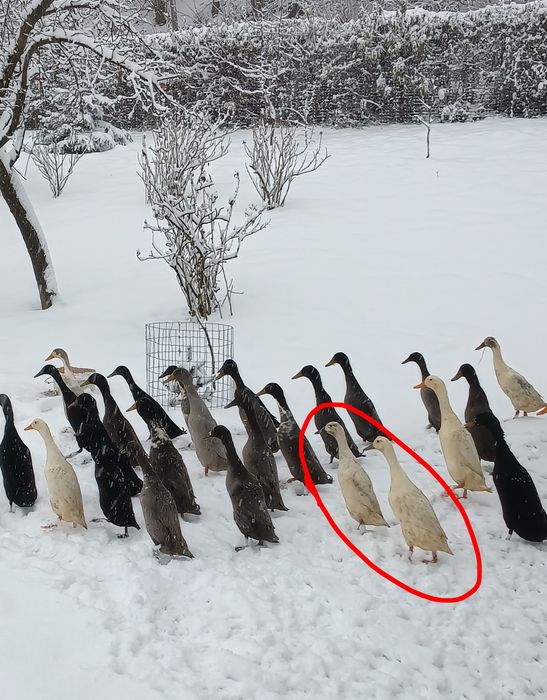 Biegusy indyjskie - pary