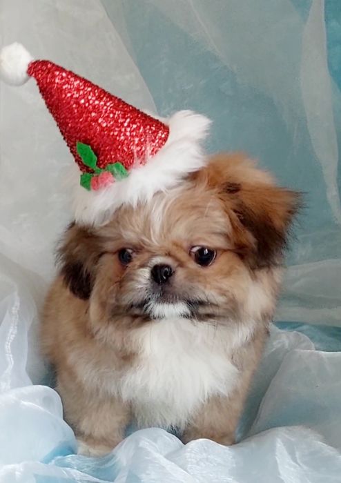 Кому веселого гнома под елочку