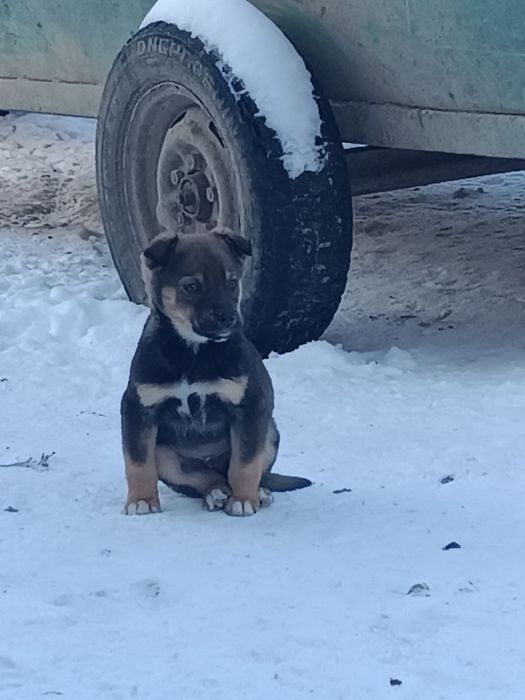 Віддам щенят у хороші руки. Веселі, активні, здорові