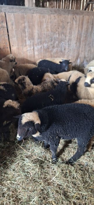 Sprzedam piękne jagnięta