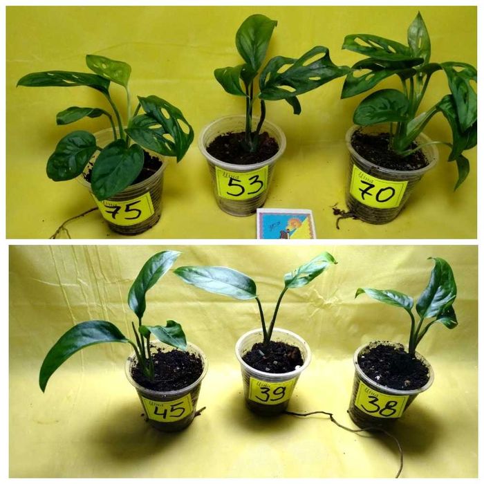 ‼️ ВЕЛИЧЕЗНІ ‼️ПОВІТРЯНІ КОРЕНІ Монстера манки monstera Monkey Mask