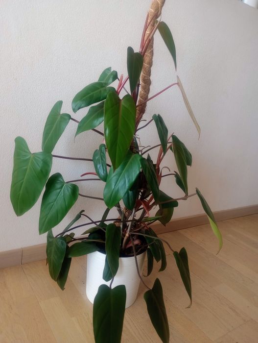 Philodendron Red Emerald 100cm