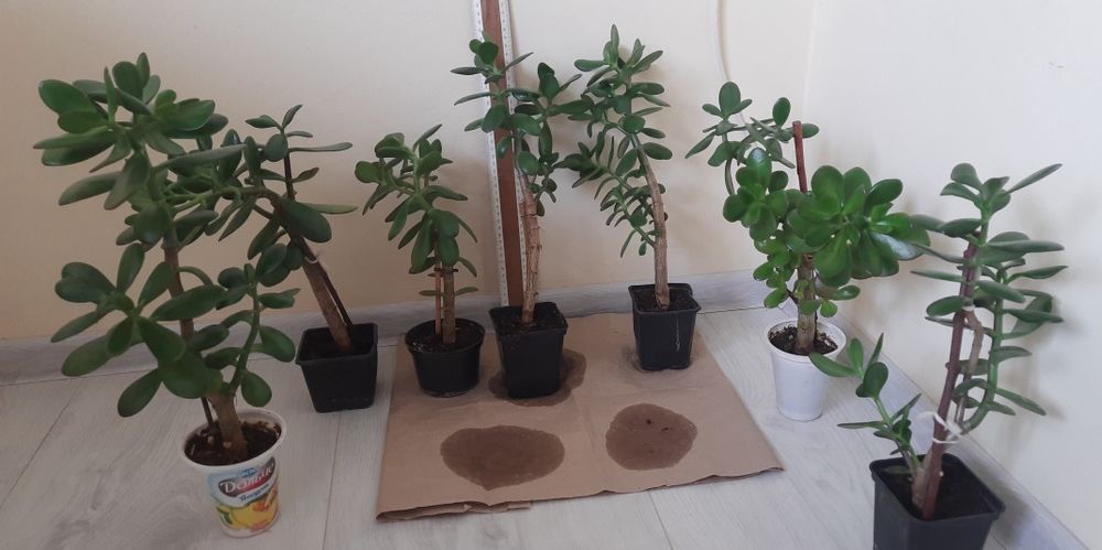 Грошове дерево, красулла, толстянка. Садженці.