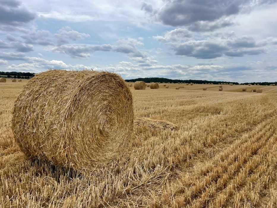 Sprzedam słomę i siano -  bele