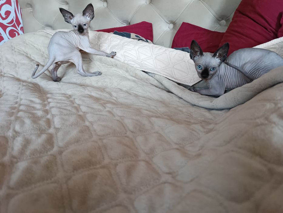 Канадські сфінкси