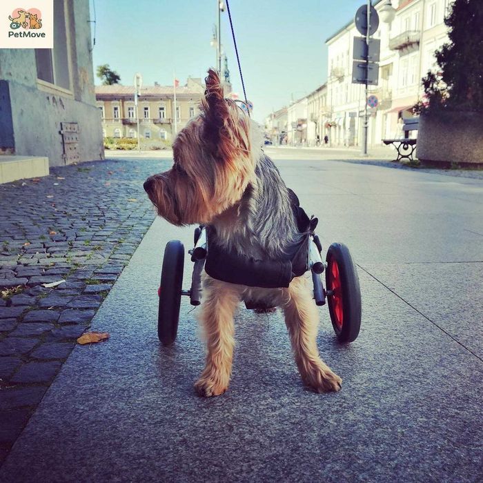 Wózek rehabilitacyjny dla psa rozmiar nr 1 dla każdej rasy polski