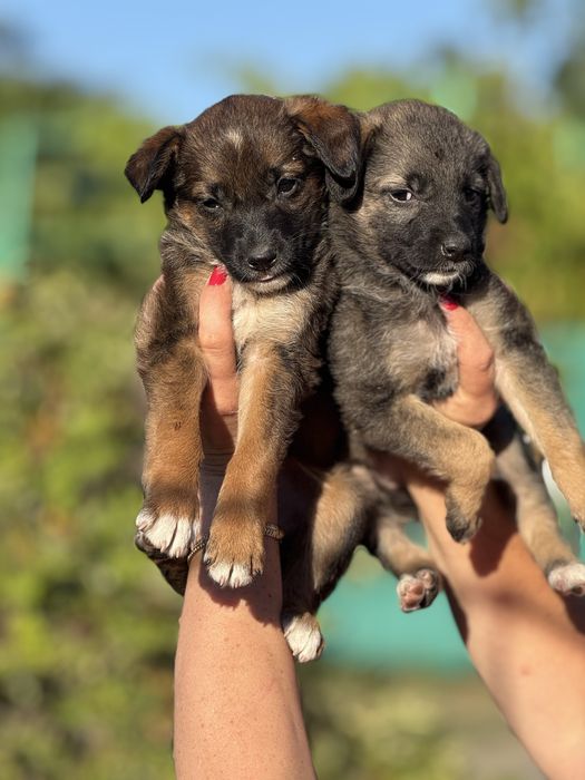 Лагідні та ніжні дівчатка