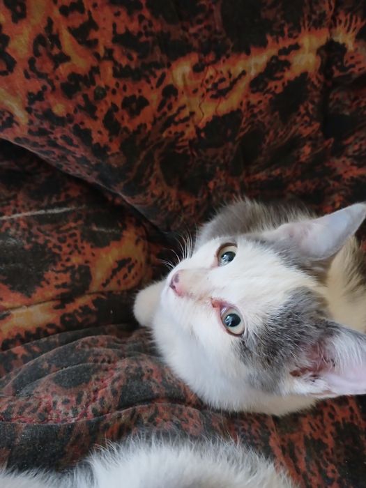 Віддам в добрі руки кошеня.